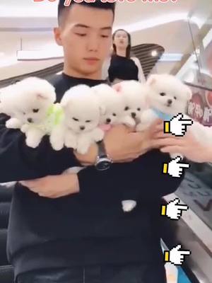 A post by @chongwu2020 on TikTok caption: #fouyou #see #loveyou #pet #dog