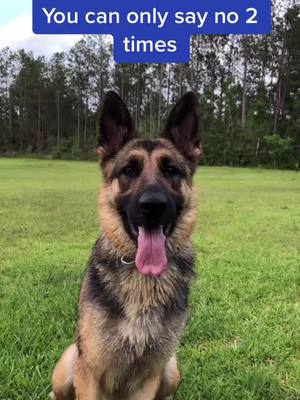 A post by @bingley_janie on TikTok caption: Do you? #TeamUSATryout #dog #gsd #puppy #dogsotiktok #dogcommunity #germanshepherd