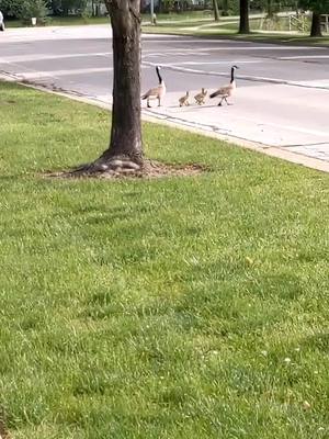 A post by @charlenesedw on TikTok caption: One of my favorite things about spring! #geese #goslings #babies #spring