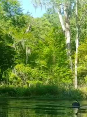 A post by @zoeparsley on TikTok caption: Ichetucknee Springs State Park #Summer #florida #hotgirlsummer🧚🏽‍♂️ #floridaspringstrip