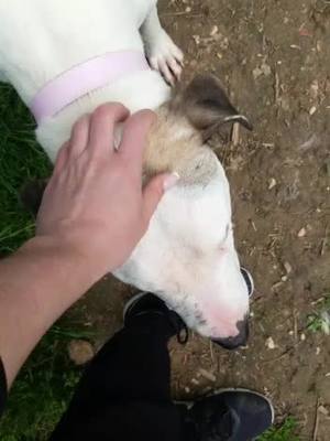 A post by @stephanemerguez1 on TikTok caption: #bullterrier#bullterrierteam#staff m#staffiefrance#pitbul#delire#amourirederir#pasbouge#foryou#chien#spark#parkurunuz#refuge#abandon#adoptation#genti