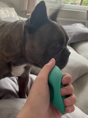 A post by @dexterdog1 on TikTok caption: #frenchie #frenchbulldog #howling #funny #fyp #foryourpage #dogsoftiktok