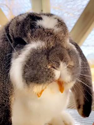 A post by @carriestabile8 on TikTok caption: Trumper the French Lop #frenchlop #bunniesmakemehappy #bunnies