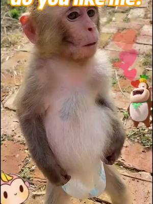 A post by @hermakopinue82 on TikTok caption: 😂😂#foryou #monkey #animal #cute #tiktok