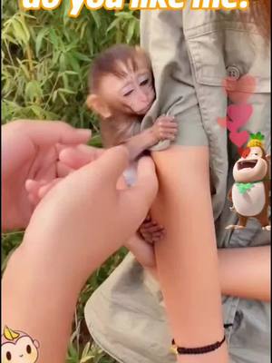 A post by @hermakopinue82 on TikTok caption: 😂😂#foryou #monkey #animal #cute #tiktok