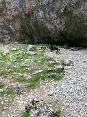 A post by @tuckerw_gsd on TikTok caption: Ruby’s first time at Malham...                        #dog #dogsoftiktok #germanshepherd #fyp #dogsvideo #gsd #foryoupage #tiktok #adventure