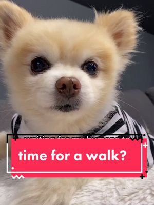 A post by @luccathepom on TikTok caption: We went for like 3 walks today but ...... #pomeraniansoftiktok #pomeranian #dogsoftiktok #cutebaby #cutedog #cutedoggo #adorable #puppytiktok