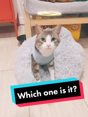 A post by @creeperchico on TikTok caption: evil or good? #cats #paralyzedcat #catsoftiktok