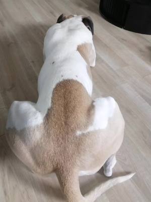 A post by @stephanemerguez1 on TikTok caption: #bullterrier#terrier#pitizion#pit#staff#staffy#staffie#muscleman#chasse#chasse#patiente#bodybuildingmotivation#attendre