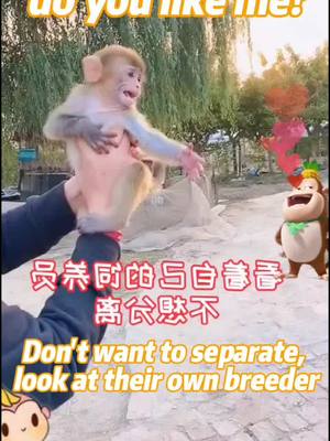 A post by @hermakopinue82 on TikTok caption: #foryou #monkey #animal #cute #tiktok