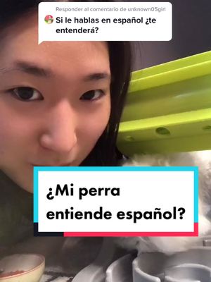 A post by @amarcorea on TikTok caption: Responder a @unknown05girl es que mi perra nunca ha estudiado fuera.... #dog #perra #tiktokespaña #español #fyp #parati