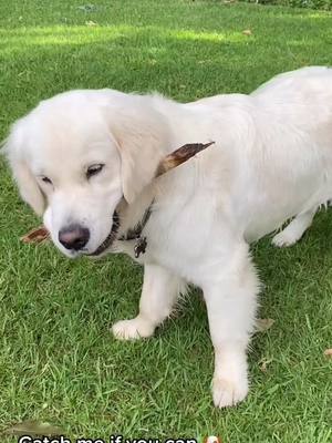 A post by @apollogabrielz on TikTok caption: Catch me if you can! #fy #dogsoftiktok #apollo #apollogz #englishcreamgoldenretriever #goldensoftiktok