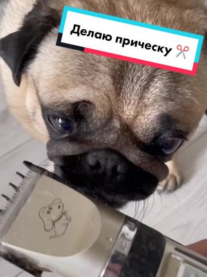 A post by @bruce.fm on TikTok caption: Как тебе мой новый причухан? 😎 #делаюприческу #чтонужнопитомцу #домашний_питомец#брюсфм