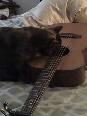 A post by @caroonlife1 on TikTok caption: Self taught musician #cats #everybodywantstobeacat #byear #fyp #foryoupage #antiqueguitar #curiousitykilledthecat