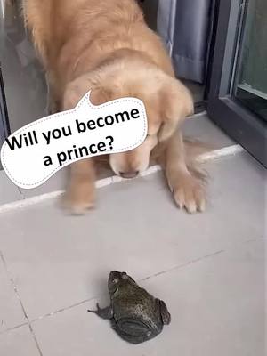 A post by @lovepetdogs on TikTok caption: Hahaha#dog #fyp #foryou #pet