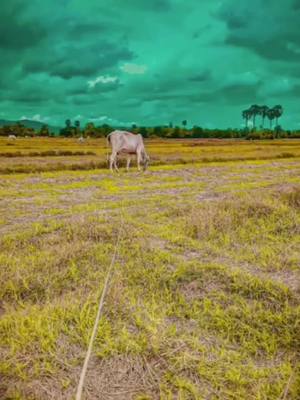 A post by @jeeoun206 on TikTok caption: #🥺❤️ មើលងាយខ្ញុំសិនទៅ😉ខ្ញុំនៅក្មេងណាស់មិនប្រាកដថាខ្ញុំចាញ់អ្នកទេ😅