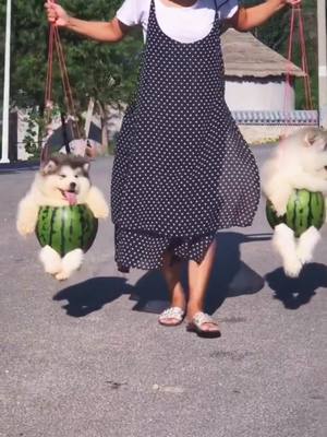 A post by @fumikoellan79275940 on TikTok caption: This watermelon is guaranteed to be sweet#foryou #fyp #doggo #pets #cutedog #PetsOfTikTok