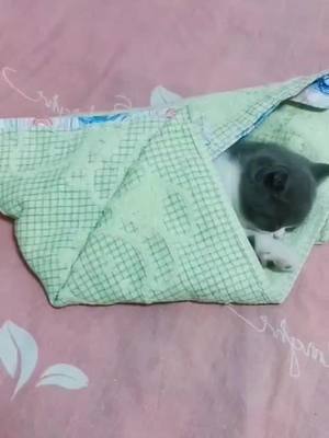 A post by @happycat081 on TikTok caption: it's time for school 😱#sleepy #cat #catfunny #pet #HoldMyMilk #greenscreenvideo