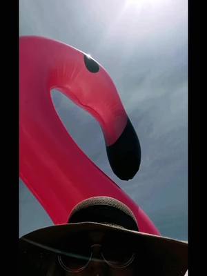 A post by @jobabino6 on TikTok caption: #flamingo #hotsummer #pink #vaycay @yourgirl.mel28