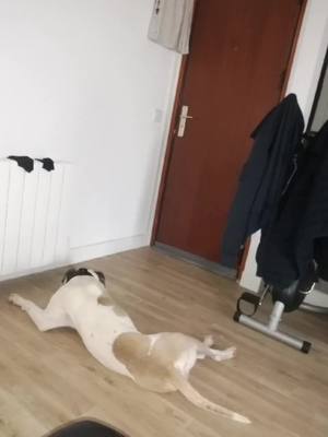 A post by @stephanemerguez1 on TikTok caption: #amour#amorfoda#patiente#patience#attendre#staff#staffy#pitbul#dogargentin#tristes#ennuyant#surveilance#radar