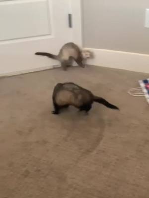 A post by @my.catsnakes on TikTok caption: lup’s been working on her moonwalk #ferret #ferrets #fyp #ForYourPride #smoothcriminal