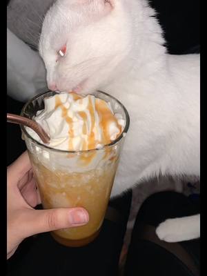 A post by @numbinsomnia on TikTok caption: whipped cream fiend ￼👹 #cat #stimky