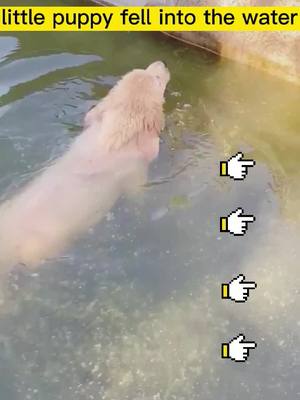 A post by @pet1s4 on TikTok caption: Fortunately, I met a nice person!#puppy #tiktokdog #foryou #pet