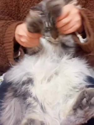 A post by @happycat081 on TikTok caption: dance cat 😺#cat #pet #katespadenyhappydance #catfunny #greenscreenvideo