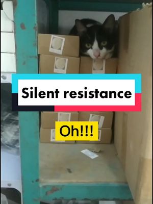 A post by @migrantworker_straycat on TikTok caption: Lisa's silent resistance#petgame #cat #cute #petsontiktok #pet #funny #funnyvideos