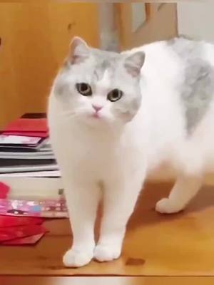 A post by @happycat081 on TikTok caption: Are you sure?#pet #cat #katespadenyhappydance #catfunny #greenscreenvideo