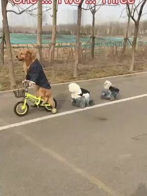 A post by @doglover0171 on TikTok caption: Three dogs ride the bike #pet #dog #foryou #cutedog #puppy  #cutepuppy