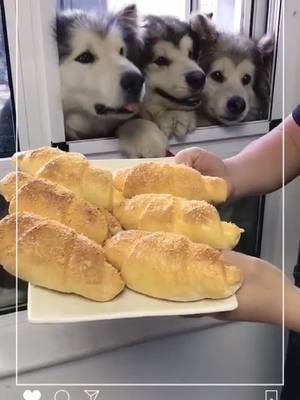 A post by @funnnydogs on TikTok caption: Dinner is ready!#lovedog #cutdog #funny #foryou