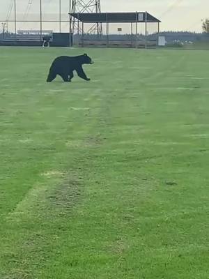 A post by @cindylee0811 on TikTok caption: Taking his short cut home 🐻 #bear #Summer #animals #Soccer #Vancouver #fyp #foryoupage