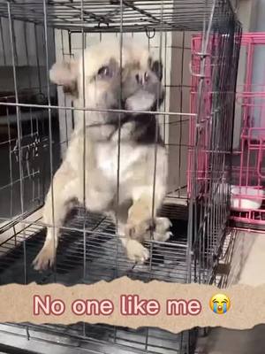 A post by @doglover0171 on TikTok caption: Would u take the poor puppy home? I will. #pet #dog #foryou #poorpuppy  #puppy #doglove