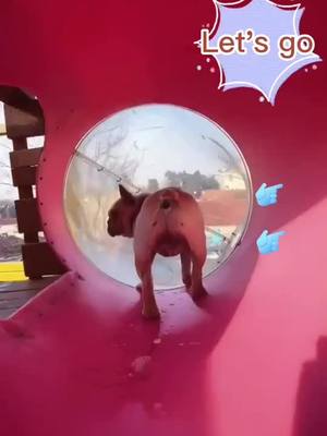 A post by @doglover0171 on TikTok caption: Good morning, play the slide, are u scared ? #pet #dog #foryou #smartdog #slide #wee