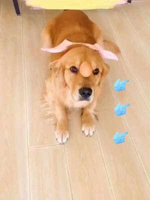 A post by @doglover0171 on TikTok caption: Cute dog make a balance and eat egg #pet #dog #foryou #cute #cutedog