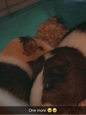 A post by @ibfxblocks on TikTok caption: oh and btw they are both gay:)  #pigs #inlove #fypシ #animals