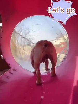 A post by @doglover0171 on TikTok caption: Weeee, the dog play the slide #slide #pet #dog #dogsoftiktok #foryou #cute #wee