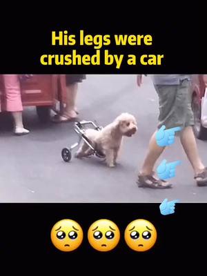 A post by @disabledpuppy1 on TikTok caption: Smile in the face of suffering#pet #doggy #tiktokanimals #puppy #fypシ #forgou