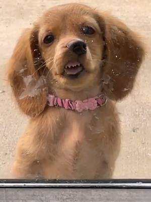 A post by @carriesa on TikTok caption: #dog #cute #pet #fypシ