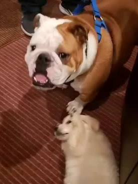 A post by @brody_the_bulldog on TikTok caption: #PerfectAsWeAre #bulldogsoftiktok #puppysoftiktok #bulldog #dogsoftiktok #foryourpage #puppylove #englishbulldogpuppy #mominfilter #DADMOVES