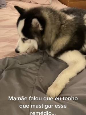 A post by @alaskaohusky on TikTok caption: Já comi, mãe.