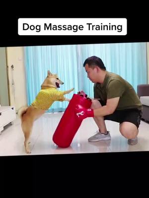 A post by @leetong12345 on TikTok caption: #dog #pet #funngpets #fyp #foryoupage #funny😲😲😲❤️❤️❤️