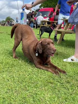 A post by @nemotripawdsausag on TikTok caption: what a day at a dog festival looks like! 🐕🐶 @good.boy.ollie @dogstival using Good boy Ollie to get more tiktok fans 🤣🤣