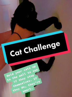 A post by @life_with_5cats on TikTok caption: #catchallenge #catfyp #catsoftiktok #lifewithfivecats #johnnyhank #horatio #seymour #mrmushnik