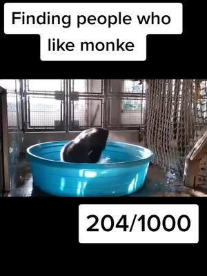 A post by @monke_.fanpage_ on TikTok caption: Follow if you like monke🦍🐒            #🦍 #monke #🐒 #gorilla #monkey #monkee