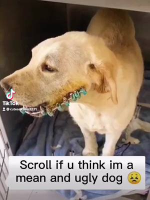 A post by @helpstraydog on TikTok caption: His mouth 🥺#dog #foryou