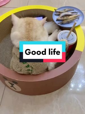 A post by @migrantworker_straycat on TikTok caption: Good cat life#funnyvideos #funny #pet #petsontiktok #cute #cat