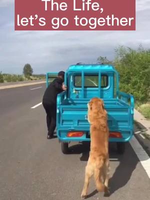 A post by @doglover0171 on TikTok caption: The fog push the car for his master #pet #dog #foryou #smartdog #doglove #dogsoftiktok