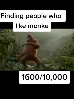 A post by @monke_.fanpage_ on TikTok caption: follow if you like monke #meandmymonke #🐒 #monkey #monkee #monke #meandmy